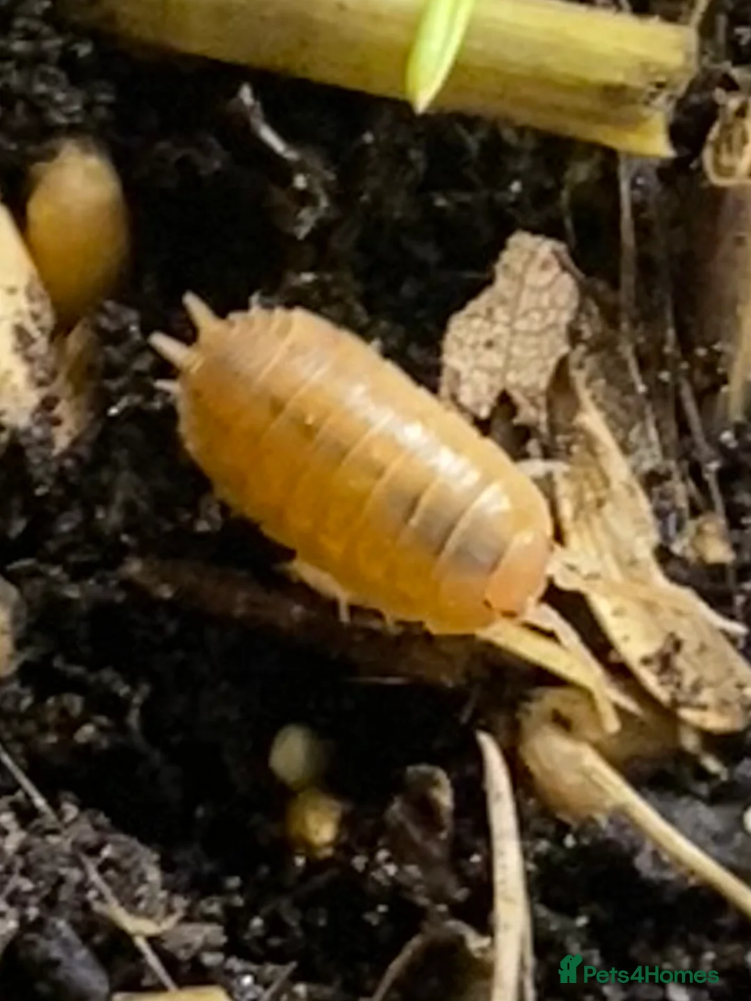 Isopods invertebrates for sale: Orange isopods, Porcelio Laevis,  Clean Up Crew - Advert 1