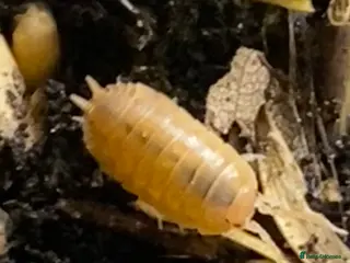 Isopods invertebrates Orange isopods, Porcelio Laevis, Clean Up Crew - Advert 2