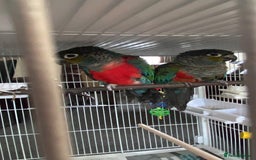 Conures birds for sale: Red Belly Crimson Conure DNA male proven Stud - Image 4
