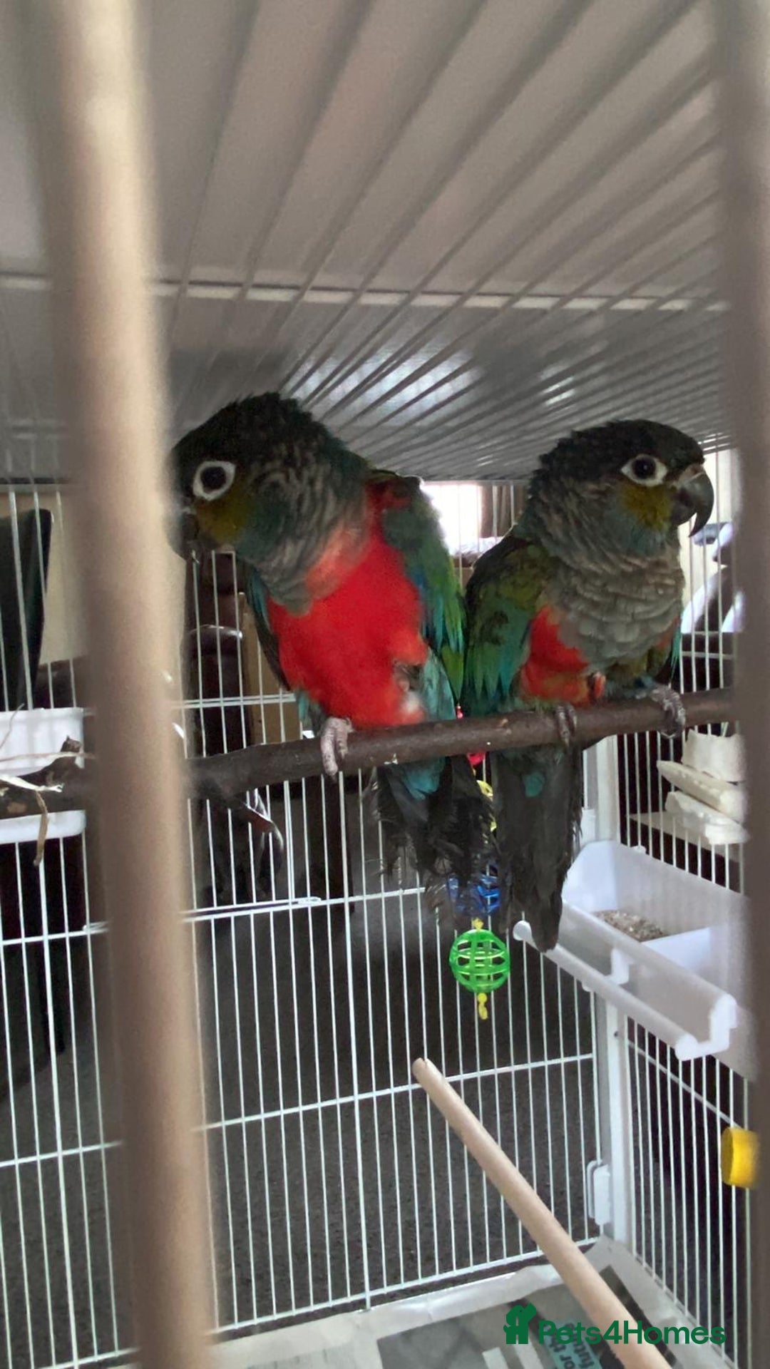 Conures birds for sale: Red Belly Crimson Conure DNA male proven Stud - Image 4