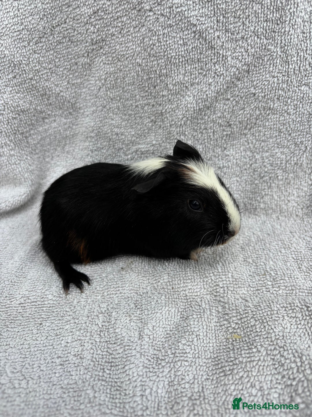 Guinea Pig rodents for sale: Baby Guinea pigs - Advert 2
