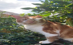 Mixed Breed cats for sale: Long haired ginger and white cat - Image 1