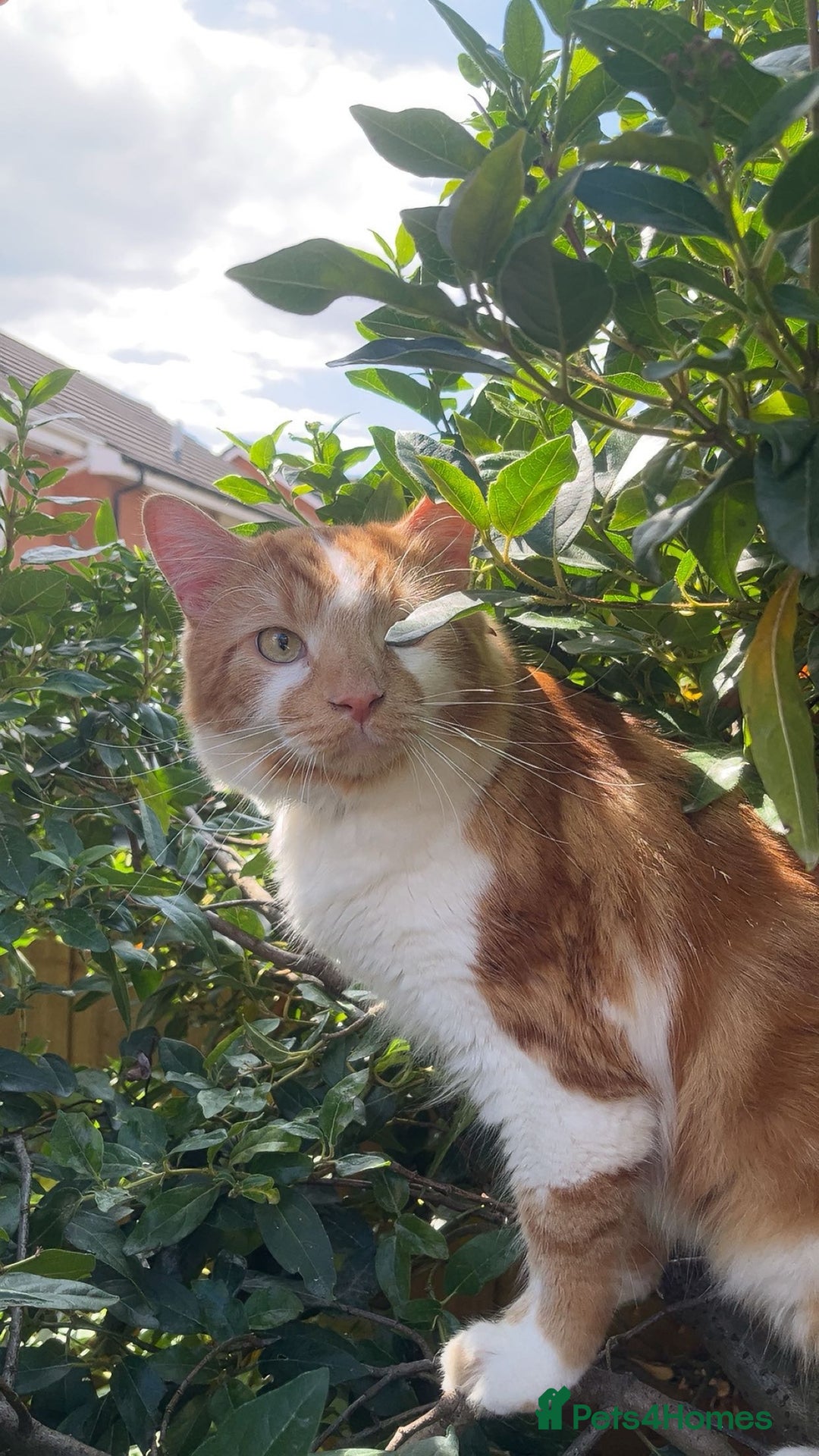 Mixed Breed cats for sale: Long haired ginger and white cat - Image 1