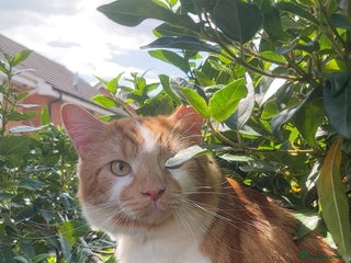 Mixed Breed cats - Advert 4