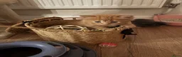 Mixed Breed cats for sale: Mixed Breed kittens  - Advert 6