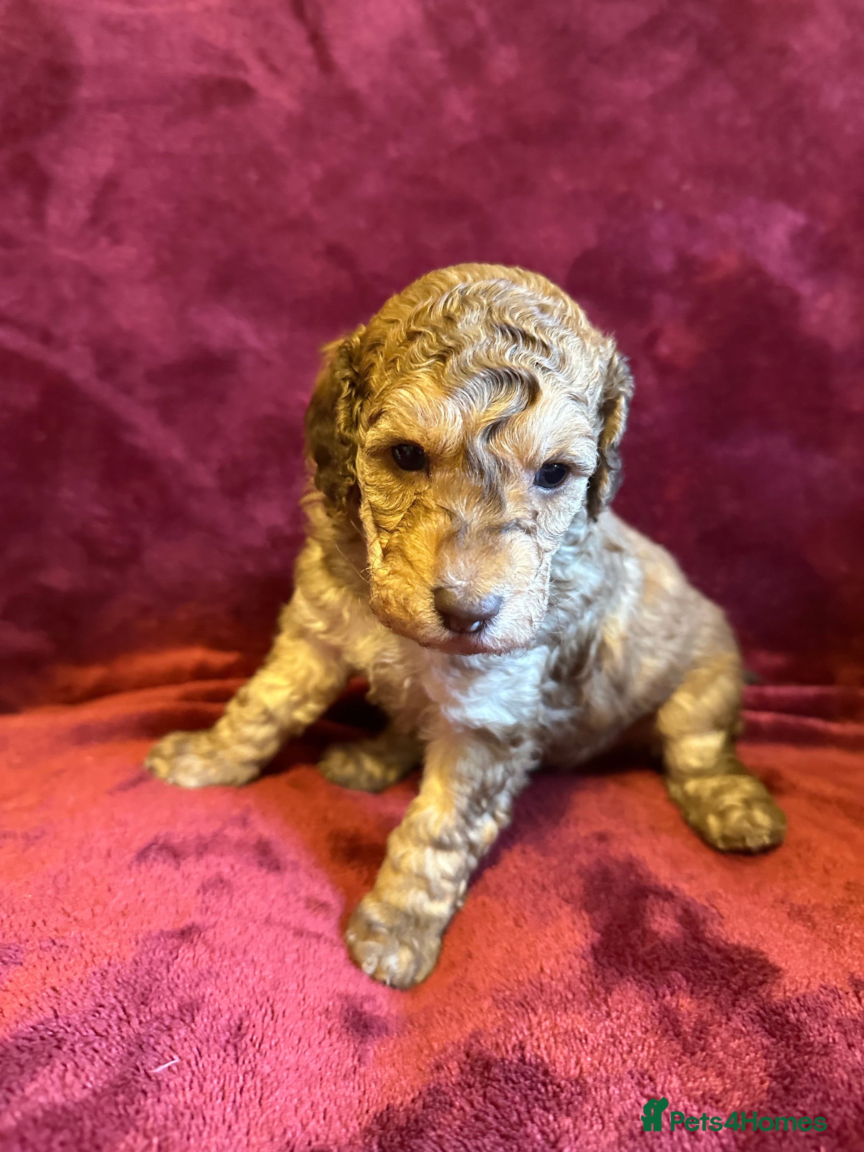 Toy Poodle dogs 💫🐩Extensively Health tested KC Toy Poodles 🐩💫 - Advert 4