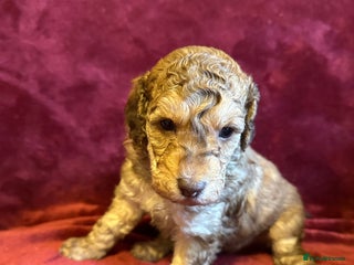 Toy Poodle dogs 💫🐩Extensively Health tested KC Toy Poodles 🐩💫 - Advert 17
