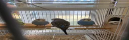Budgerigars birds for sale: Beautiful Baby Budgies - Advert 3