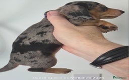 Miniature Dachshund dogs for sale: KC Registered shorthaired minature Daschunds pups - Image 6