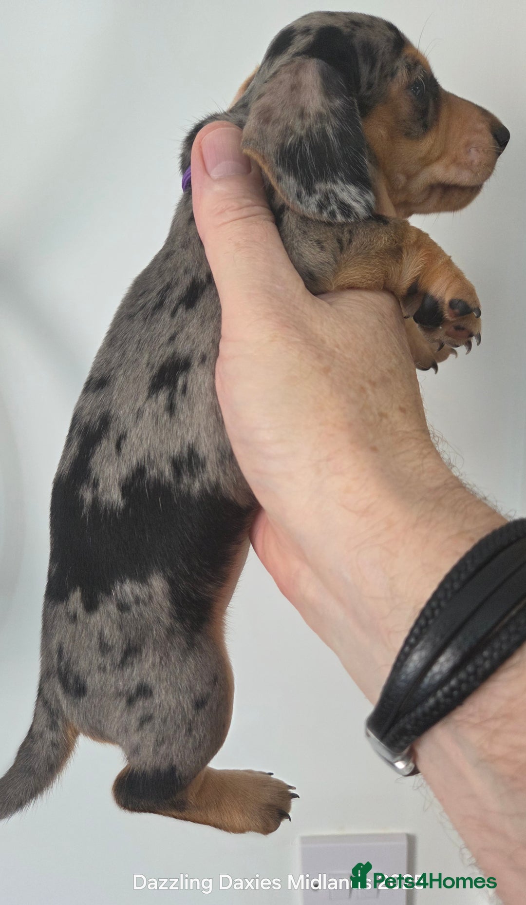 Miniature Dachshund dogs for sale: KC Registered shorthaired minature Daschunds pups - Image 6
