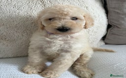 Standard Poodle dogs for sale: Stunning KC Standard Poodle Puppies for sale - Image 8