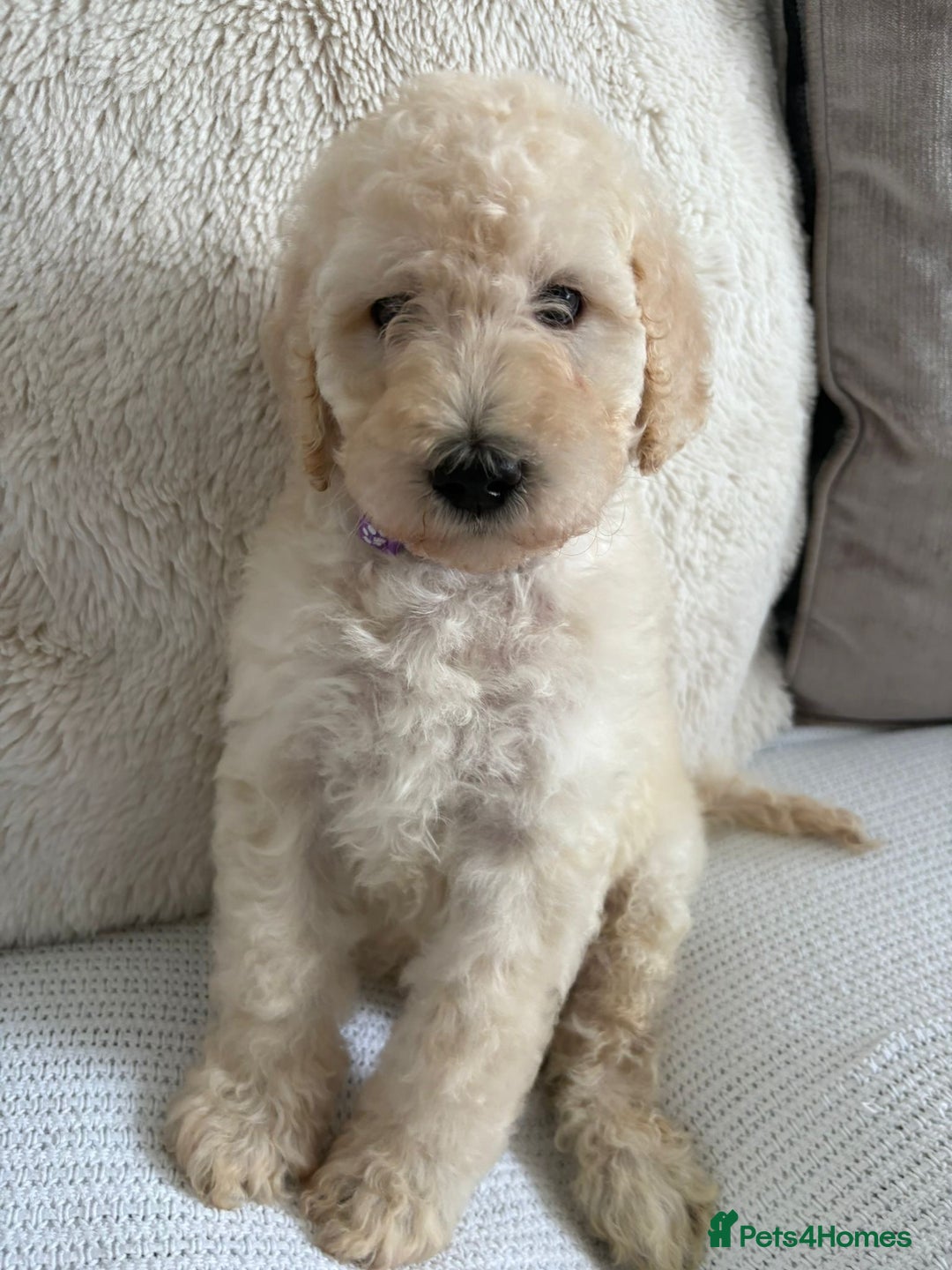 Standard Poodle dogs for sale: Stunning KC Standard Poodle Puppies for sale - Image 8