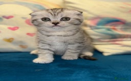 Scottish Fold cats for sale: Scotish fold - Image 1