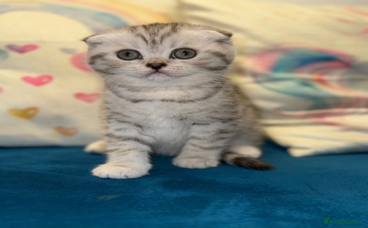 Scottish Fold cats - Advert 3