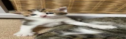Mixed Breed cats for sale: Ready to leave: 9 weeks old-Tabby kittens  - Advert 11