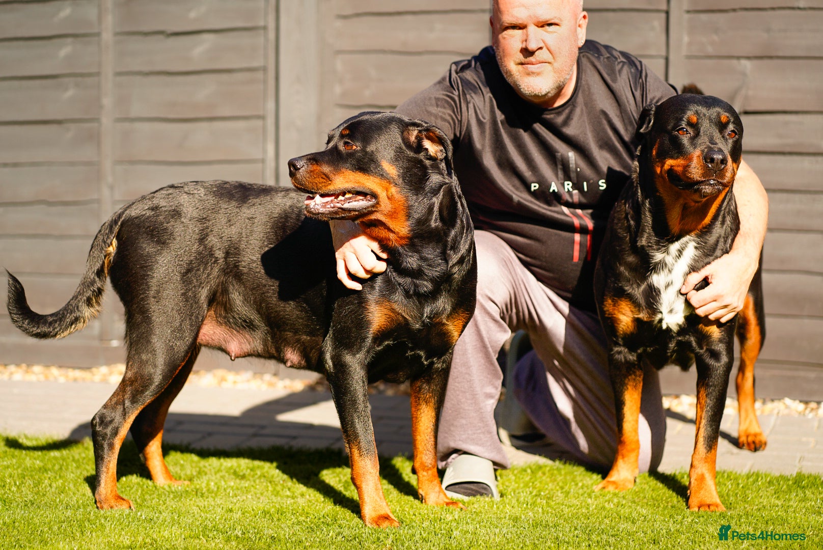 Rottweiler dogs Stunning Rottweiler pups - Advert 1