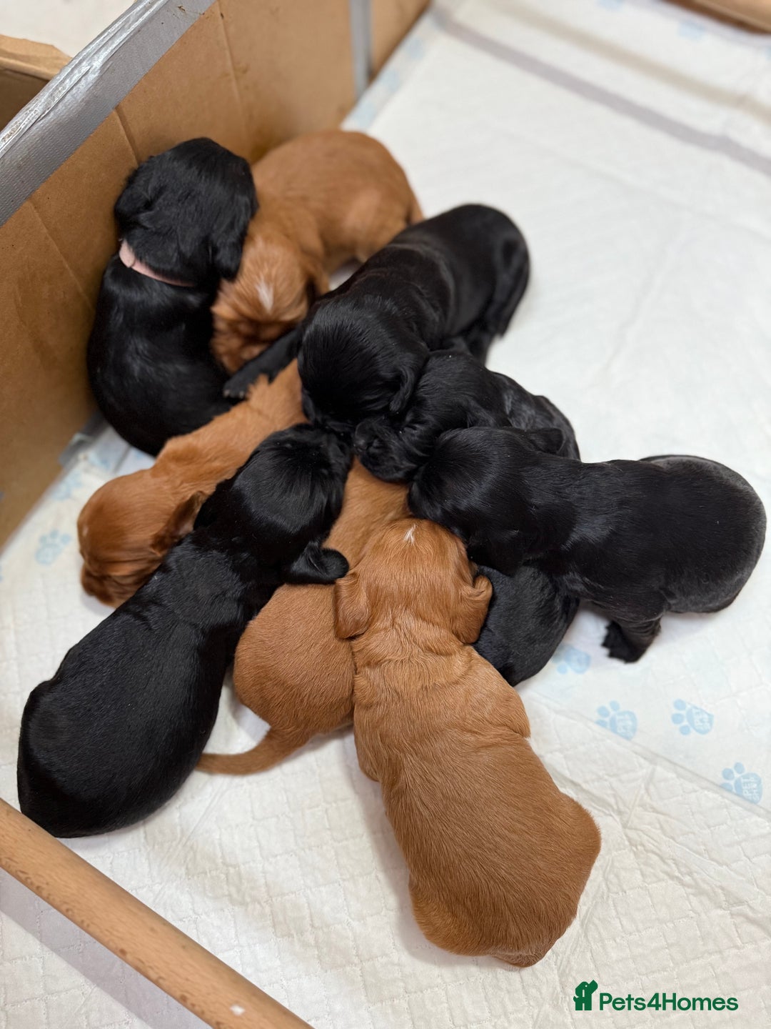 Cocker Spaniel dogs for sale: Working cocker spaniel puppies  - Image 9