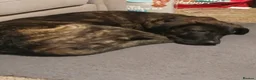 Mixed Breed dogs for sale: German shepherd cross cane corso  - Advert 4