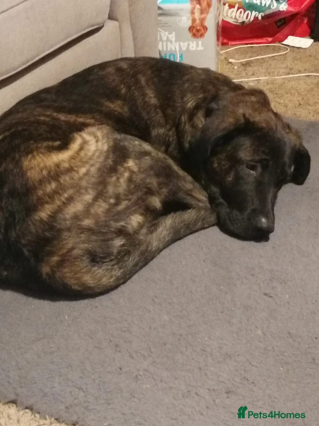 Mixed Breed dogs for sale: German shepherd cross cane corso  - Advert 4