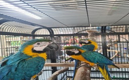 Macaws birds for sale: Hand Reared Blue & Gold Macaws available now - Image 1