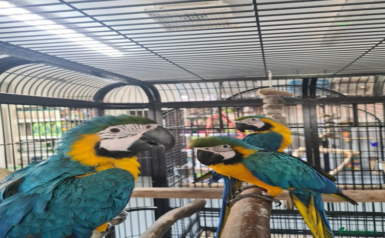 Macaws birds for sale - Advert 3