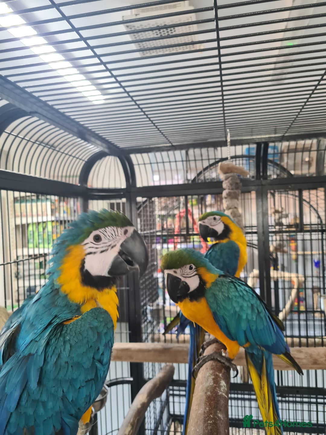 Macaws birds for sale: Hand Reared Blue & Gold Macaws available now - Image 1