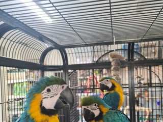 Macaws birds - Advert 24