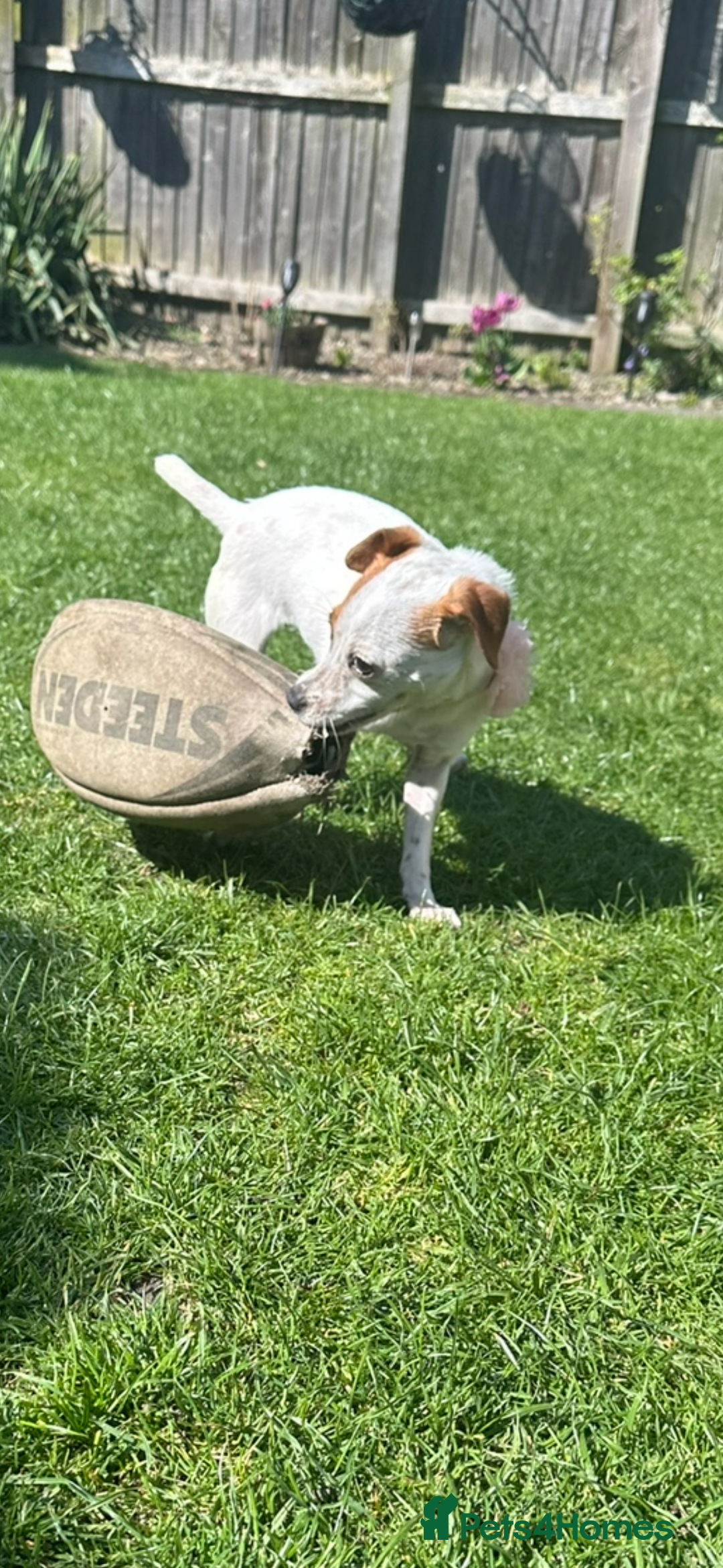 Jack Russell dogs for sale: Kiara  - Advert 3