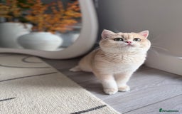 British Shorthair cats for sale: Lilac Golden British Shorthair kitten 🤍 - Advert 18