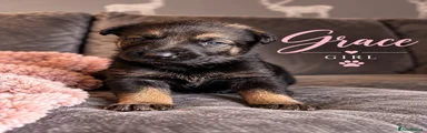 German Shepherd 4
