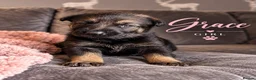 German Shepherd dogs for sale: Beautiful German Shepherds  - Advert 4