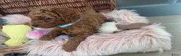 Cavapoo dogs for sale: Beautiful F1b Toy Cavapoos parents health checked  - Advert 20