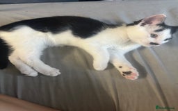 Mixed Breed cats for sale: ⭐️⭐️ 2 Males & 1 female mixed breed Kittens!!⭐️⭐️ - Image 10