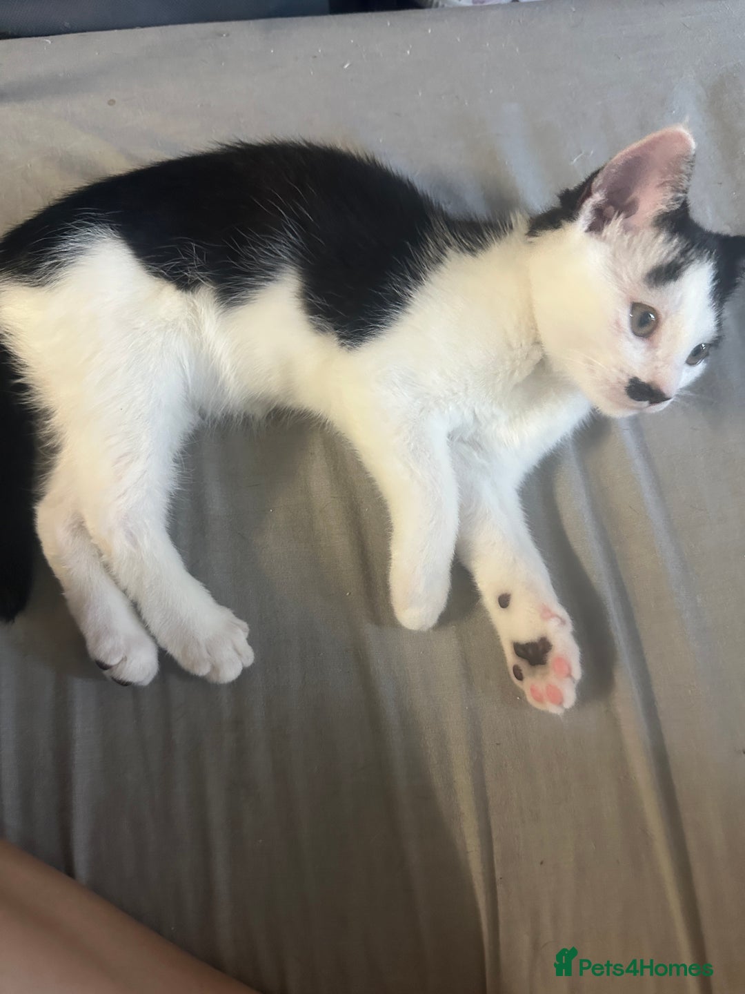 Mixed Breed cats for sale: ⭐️⭐️ 2 Males & 1 female mixed breed Kittens!!⭐️⭐️ - Image 10
