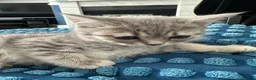 British Shorthair cats for sale: BSH Girl & Boy Beautiful Grey Stripe Kittens - Advert 7