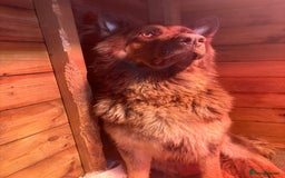 German Shepherd dogs for sale: Working KC GSD German shepherd puppies  - Image 13