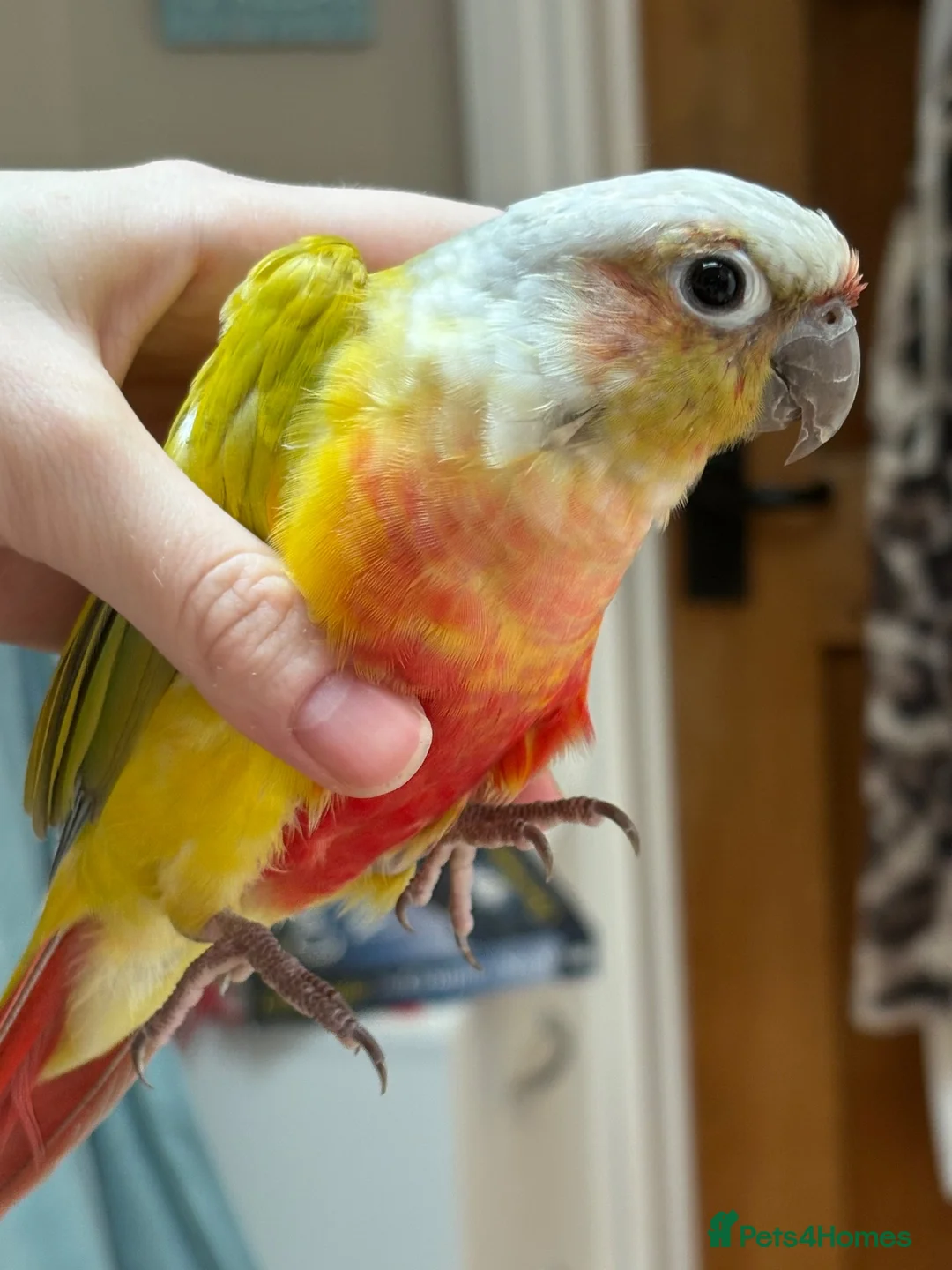 Conures birds for sale: Presumably male tame conure - Advert 2