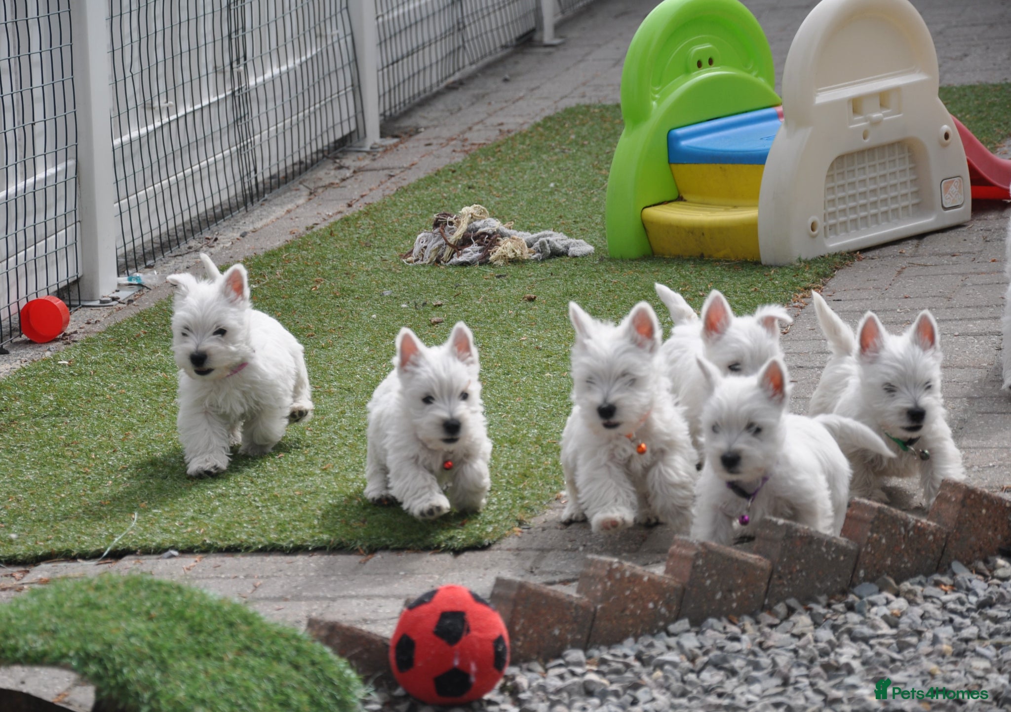 West Highland Terrier dogs Adorable West Highland Terrier Puppies - Advert 1