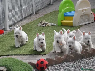 West Highland Terrier dogs Adorable West Highland Terrier Puppies - Advert 12