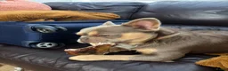 French Bulldog dogs for sale: French bulldog ( fluffy bloodline) - Advert 20