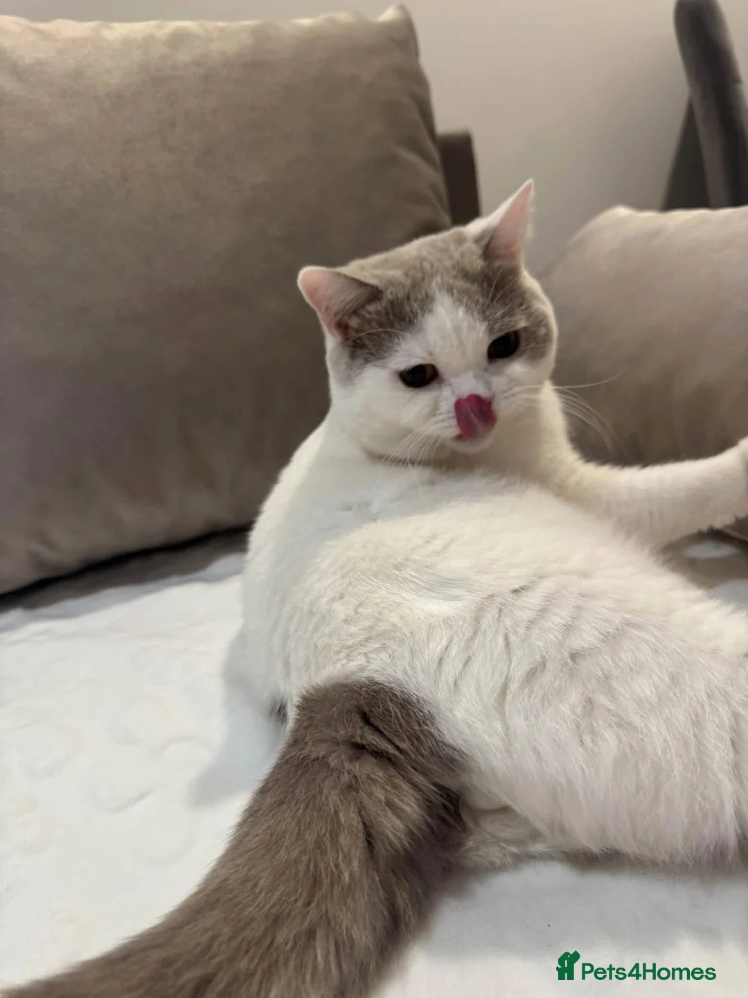 British Shorthair cats for sale: British Shorthair  - Advert 1
