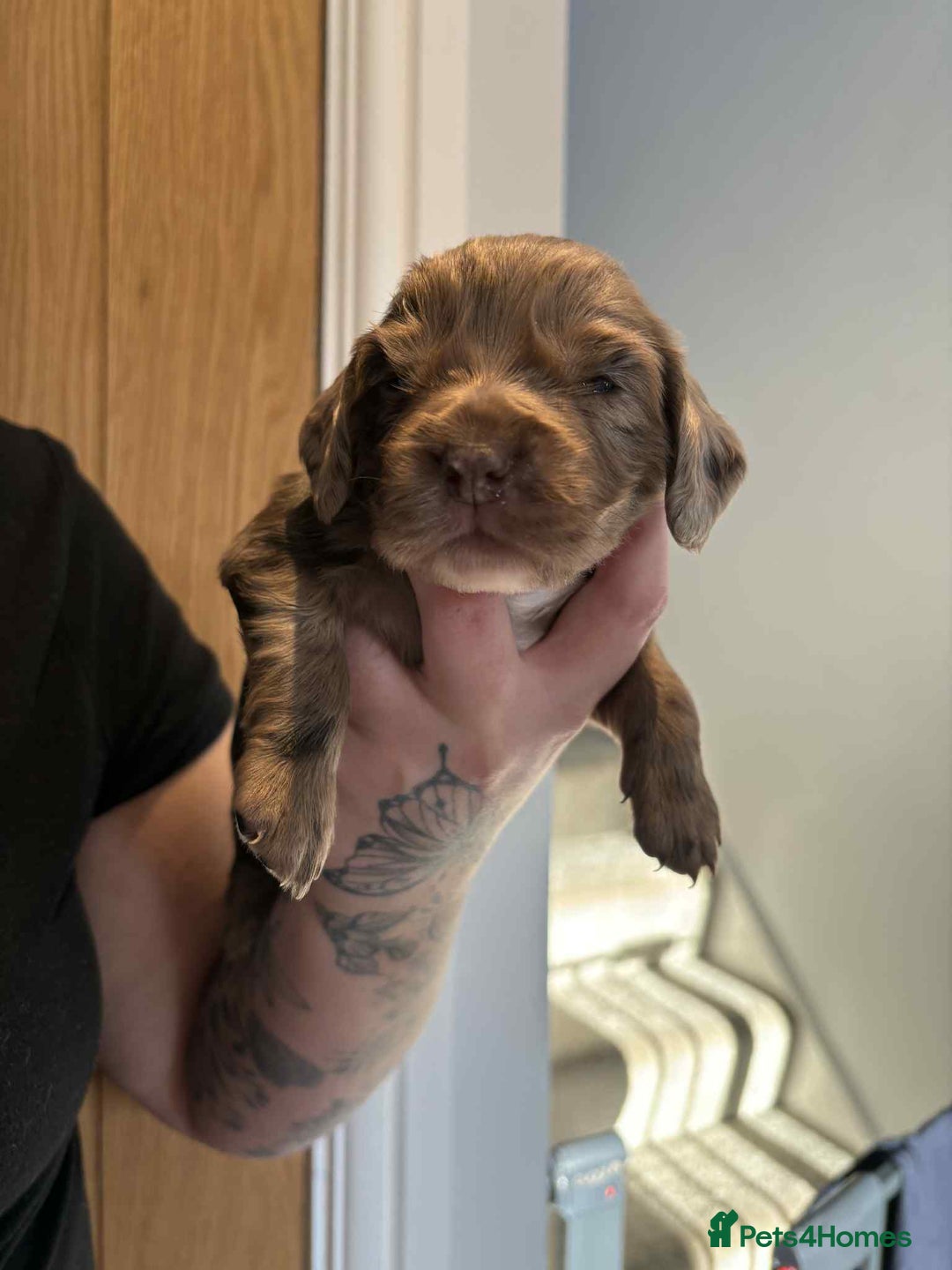 Cocker Spaniel dogs for sale: Working Cocker Spaniel Puppies - Advert 12