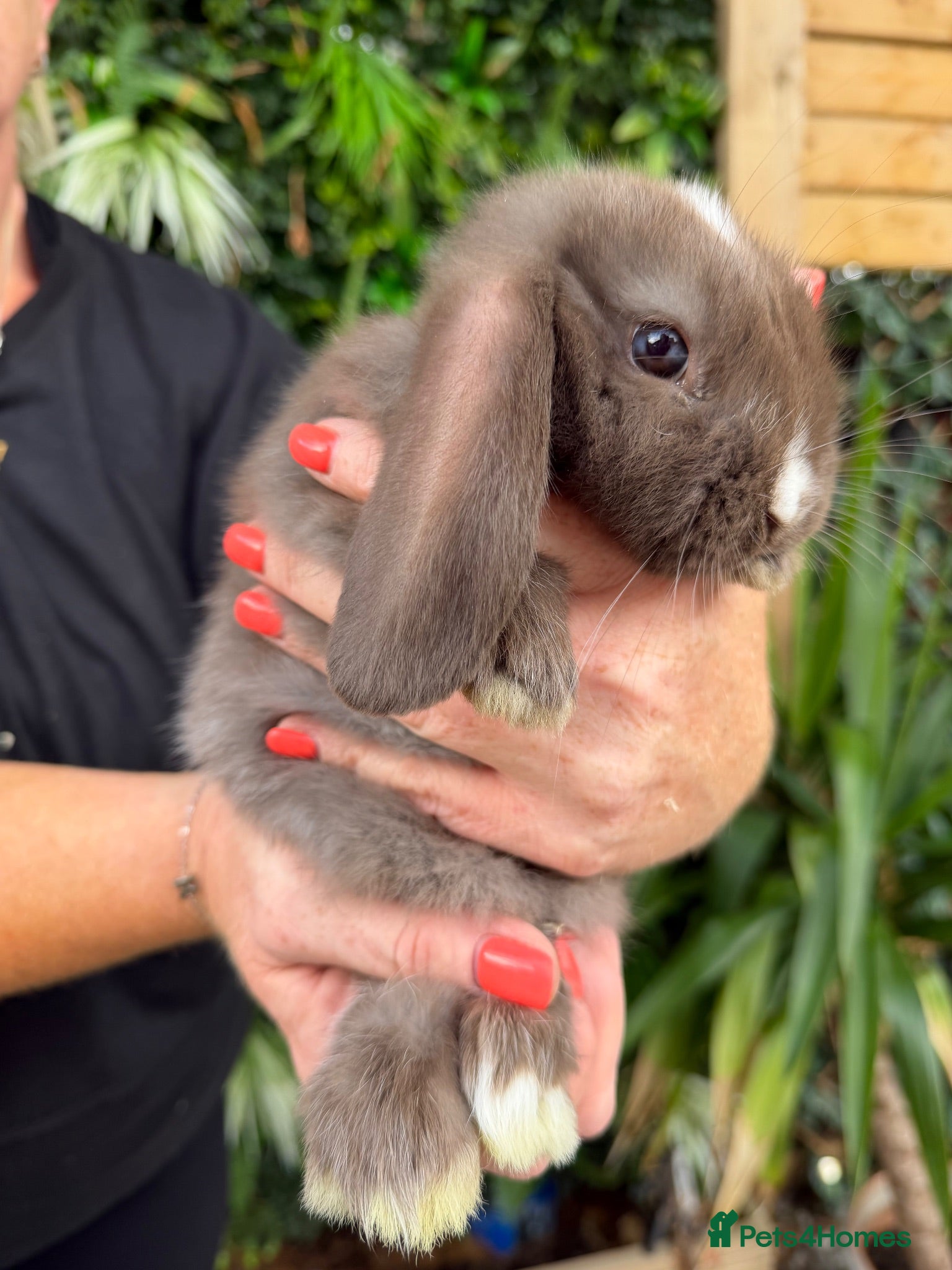 Mini Lop rabbits Baby rabbits  - Advert 1