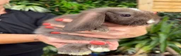 Mini Lop rabbits for sale: Baby rabbits  - Advert 1