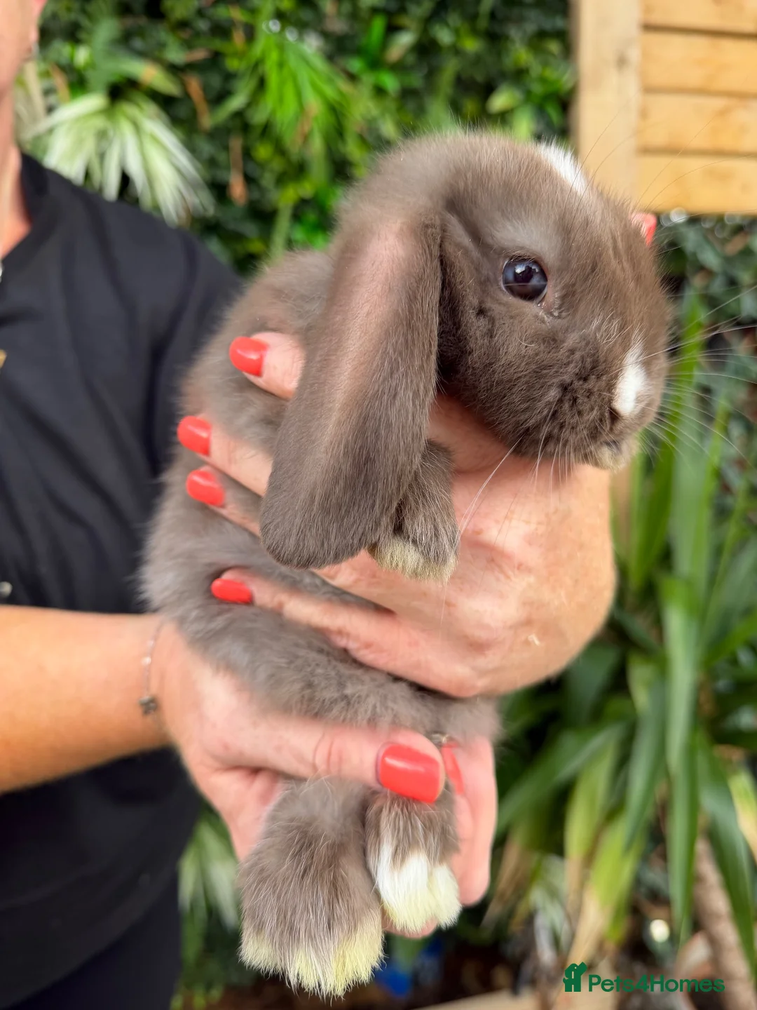 Mini Lop rabbits for sale: Baby rabbits  - Advert 1
