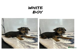 Lakeland Terrier dogs for sale: Lakeland terrier puppies  - Image 15