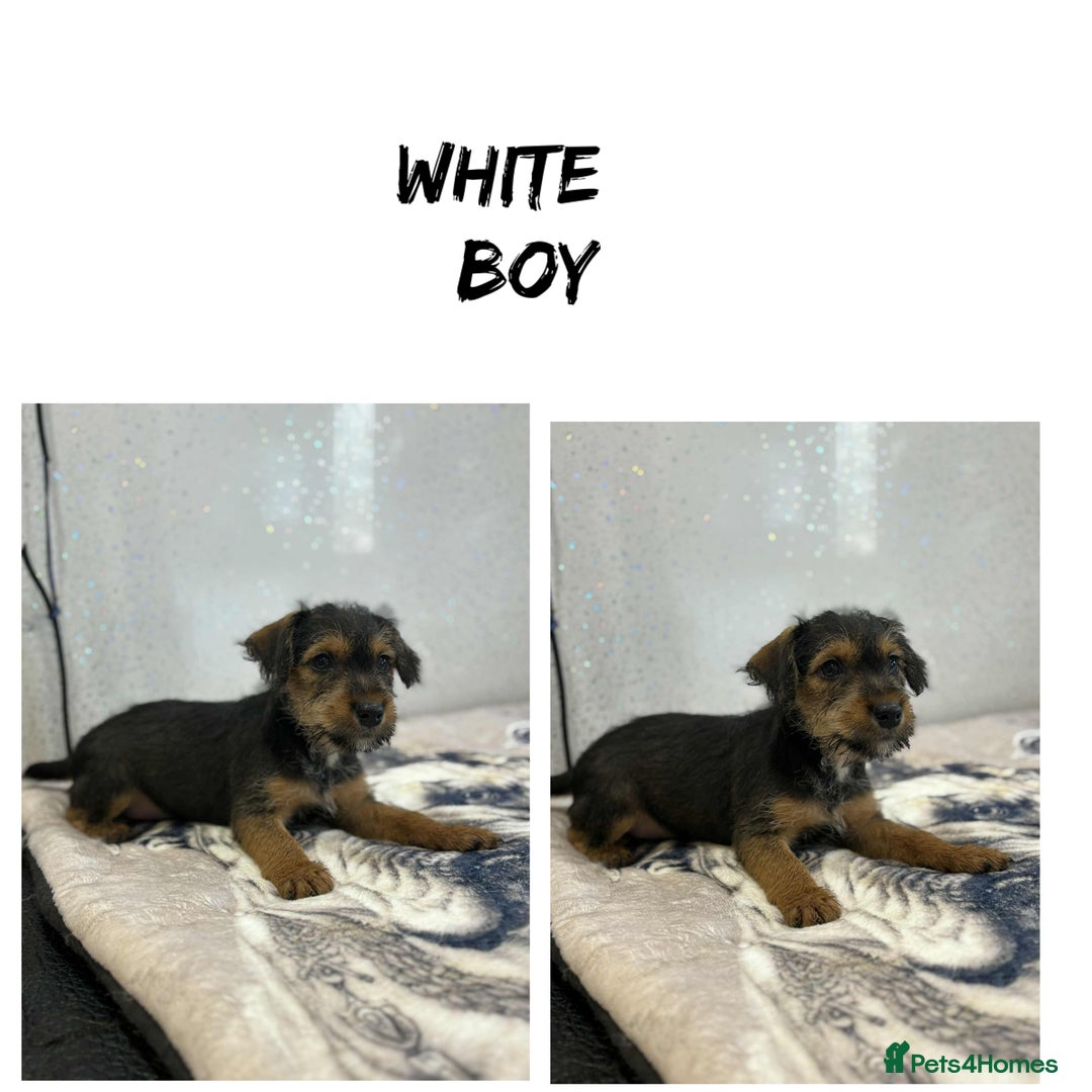 Lakeland Terrier dogs for sale: Lakeland terrier puppies  - Image 15