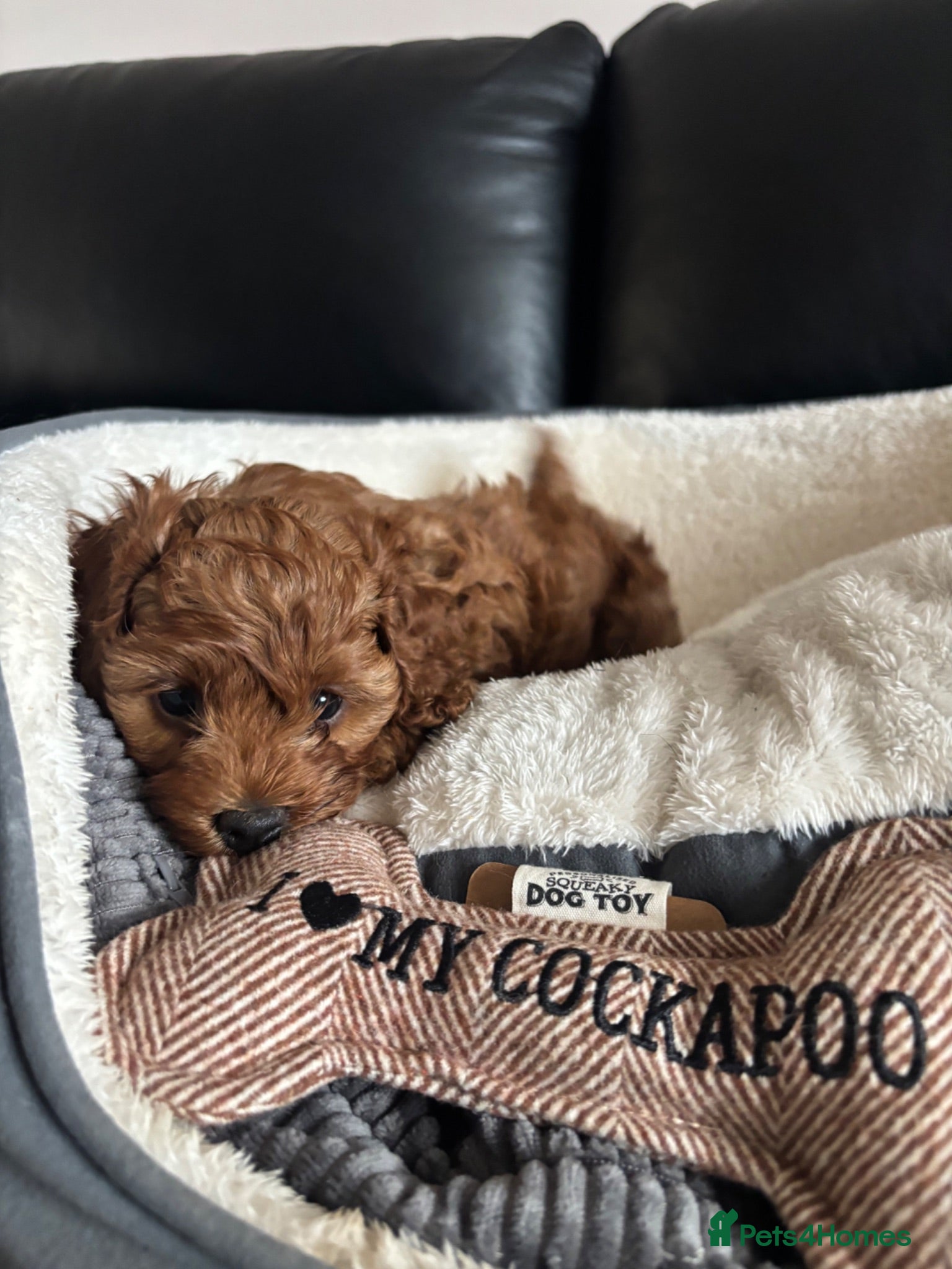 Cockapoo dogs F1b fox red cockerpoo - Advert 1