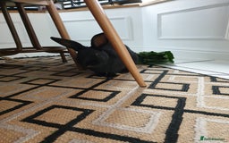 Havana rabbits for sale: Lovely little boy rabbit- hutch & run inc. - Advert 2