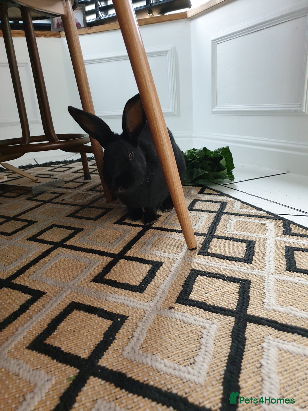 Havana rabbits for sale: Lovely little boy rabbit- hutch & run inc. - Advert 2